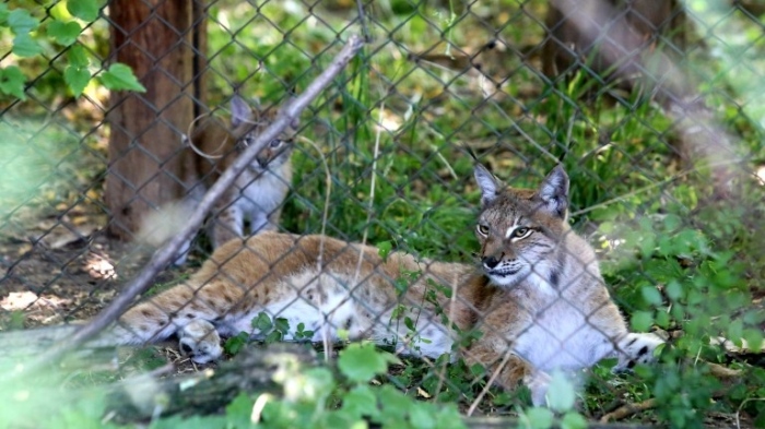 Зоопаркът във Варна се сдоби със 7 нови обитатели